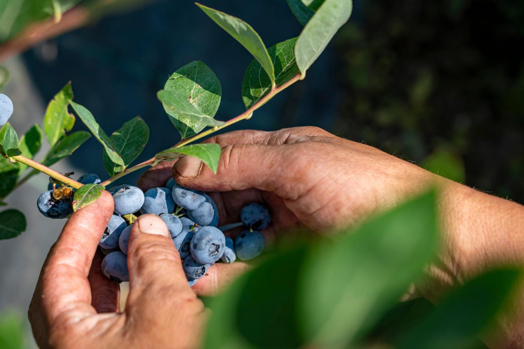 Agriturismo Ca Gianin Vervio Eksteriør bilde
